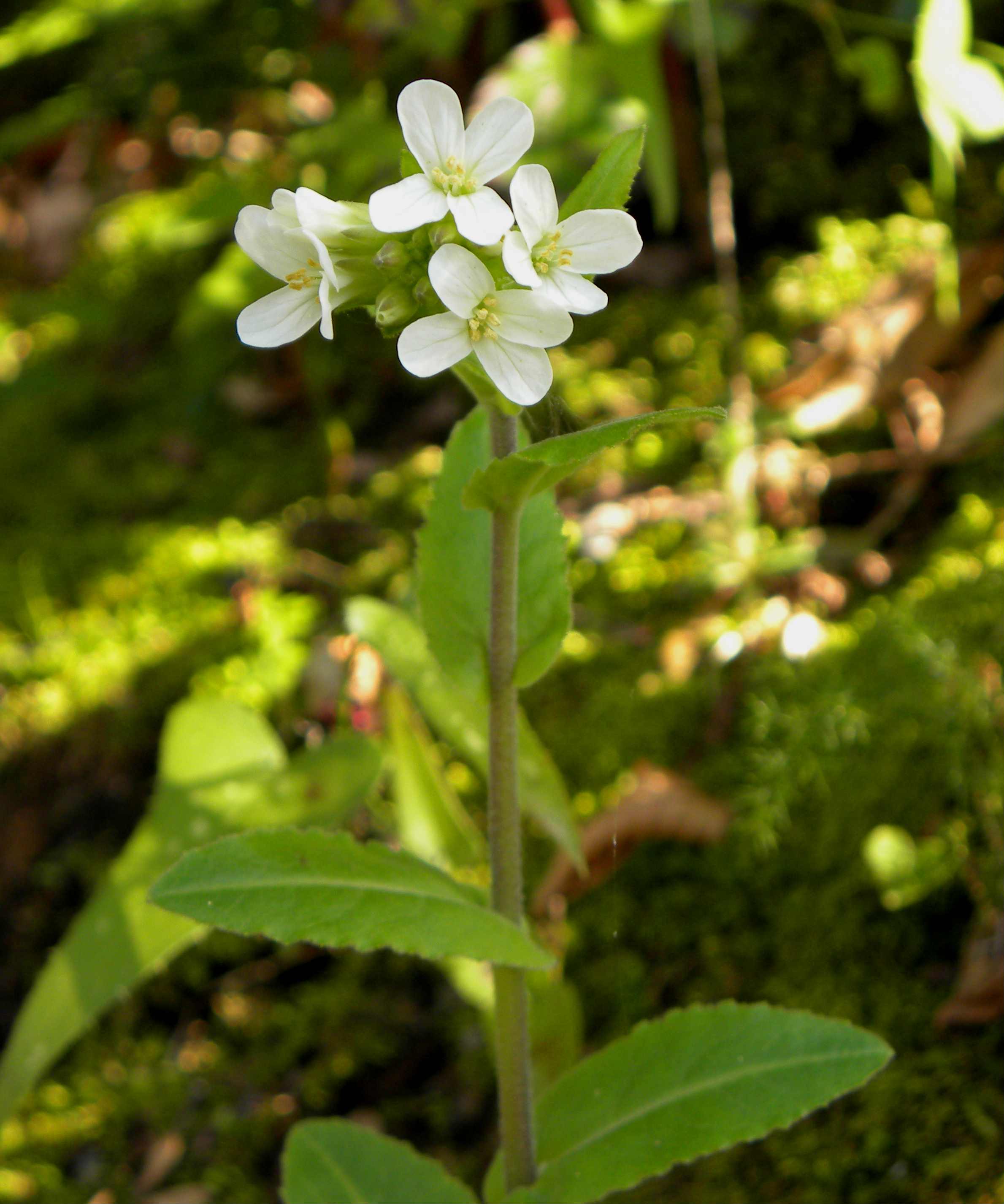 fiore bianco - Arabis sp.